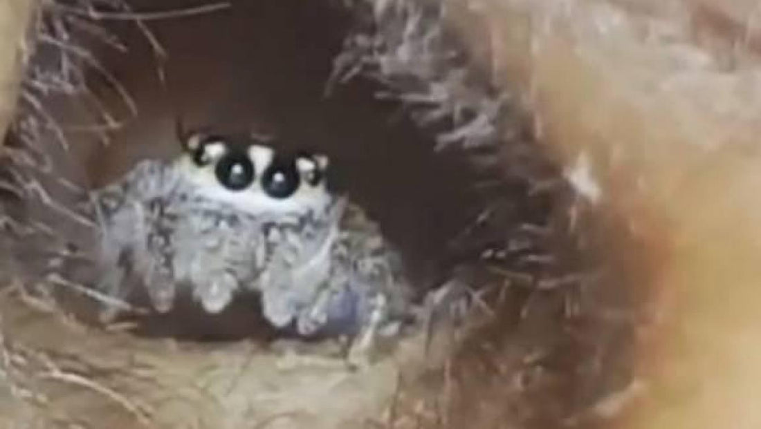 Une vidéo montrant une araignée vivant dans l'oreille d'une femme suscite le dégoût sur les réseaux sociaux