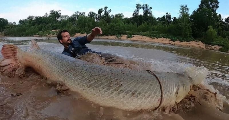 ll capture un brochet crocodile de 135 kg, une créature aquatique gigantesque issue d'une autre époque !