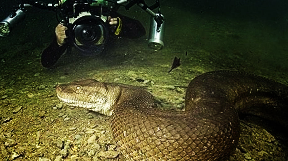 Un plongeur fait face à un anaconda de 7 mètres de long
