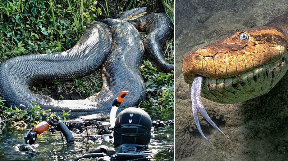 Un plongeur se retrouve nez à nez avec un anaconda de 10 mètres et risque sa vie ! (VIDÉO)