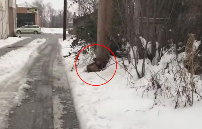 La mystérieuse rencontre d'une femme avec un animal en détresse sous la neige