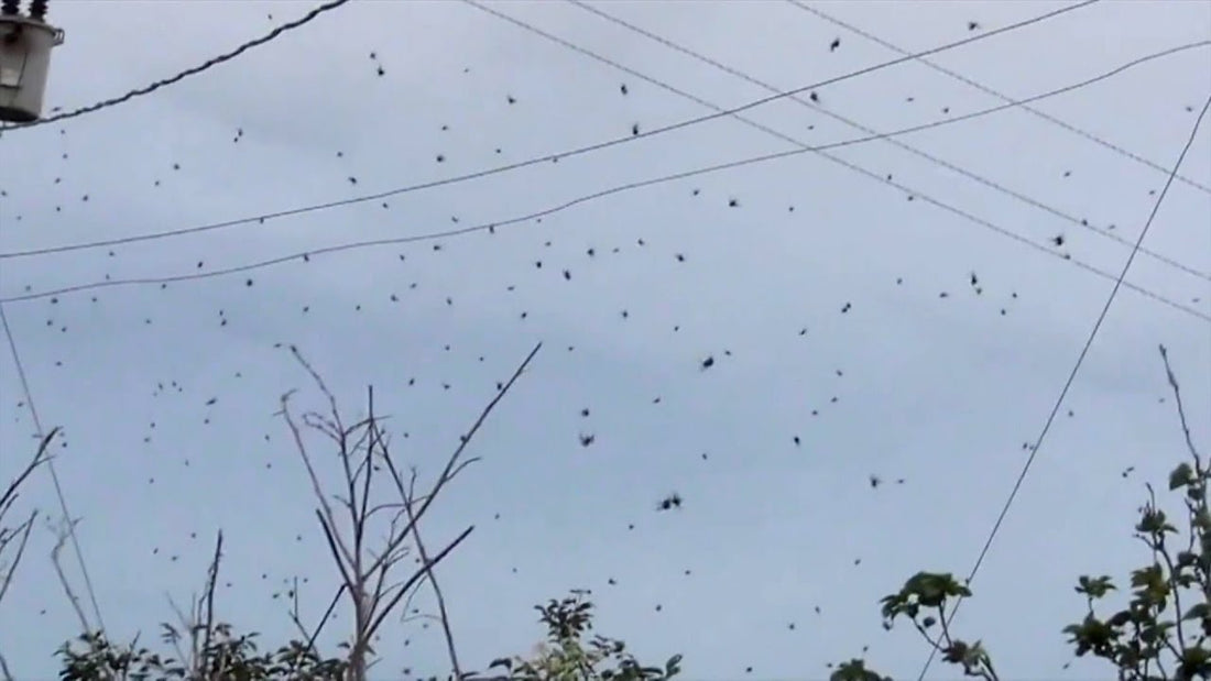 Des milliers d'araignées tombent du ciel, semant la terreur parmi les résidents qui cherchent refuge