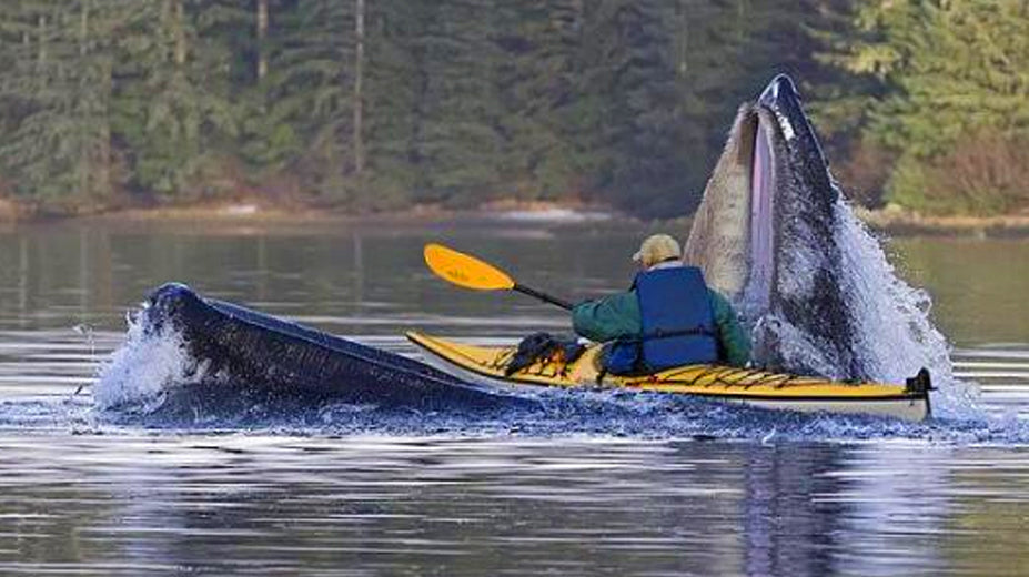 VIDÉO CHOC : Une baleine à bosse avale deux jeunes femmes en kayak de mer !