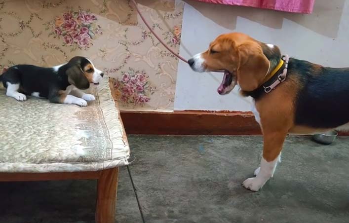 Regardez cette vidéo drôle d'un beagle en train de "discuter" avec sa fille qui fait rire toute la famille!