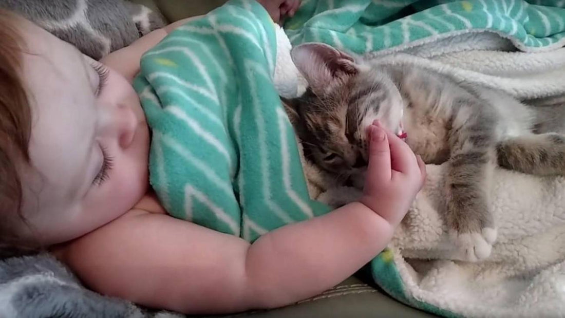 Douce complicité matinale : bébé et chaton s'éveillent ensemble
