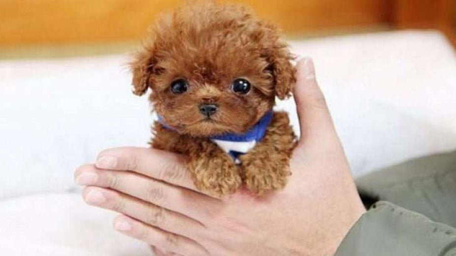 Le plus petit chien du monde de 1,5 kg fait fondre les coeurs : VIDÉO de sa première toilette !