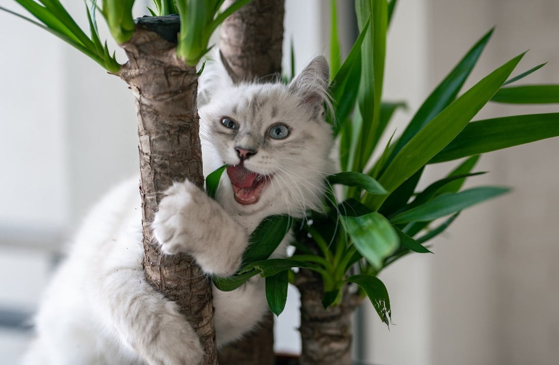 La méthode infaillible pour empêcher votre chat de s'approcher de vos plantes vertes et protéger votre jardin intérieur
