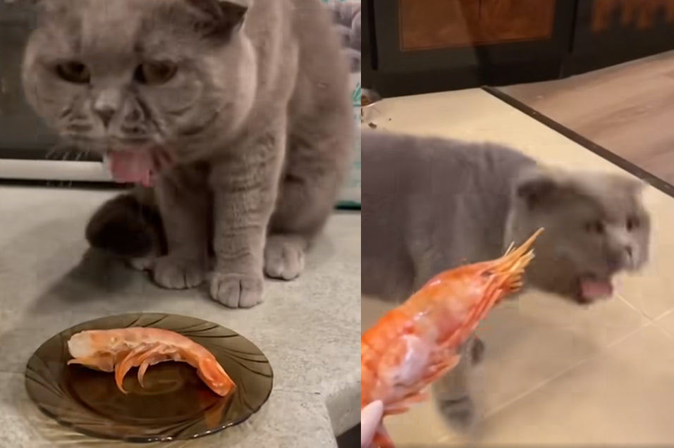 Ce chat ne peut pas supporter l'odeur des crevettes : VIDEO TROP DRÔLE !
