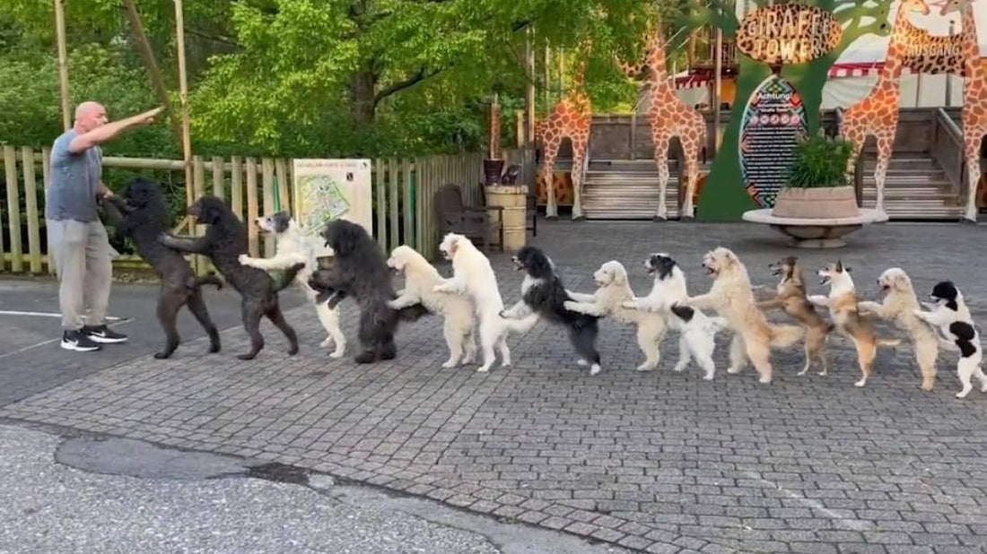 Une vidéo montre des chiens en train de réaliser une performance étonnante : ils battent un record mondial en faisant la chenille