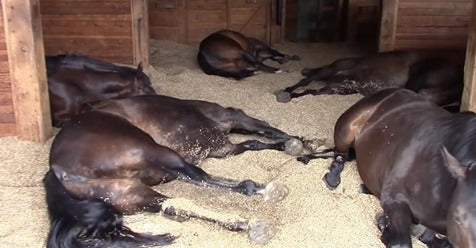 Une femme filme ses chevaux endormis dans leur écurie et capture leurs ronflements et flatulences hilarants