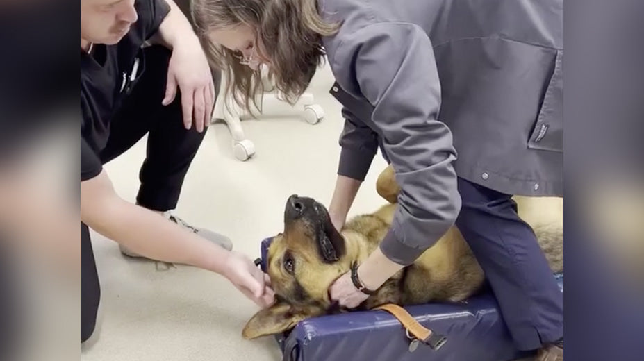 La méthode impressionnante d'une vétérinaire pour libérer un jouet coincé dans la gorge d'un chien