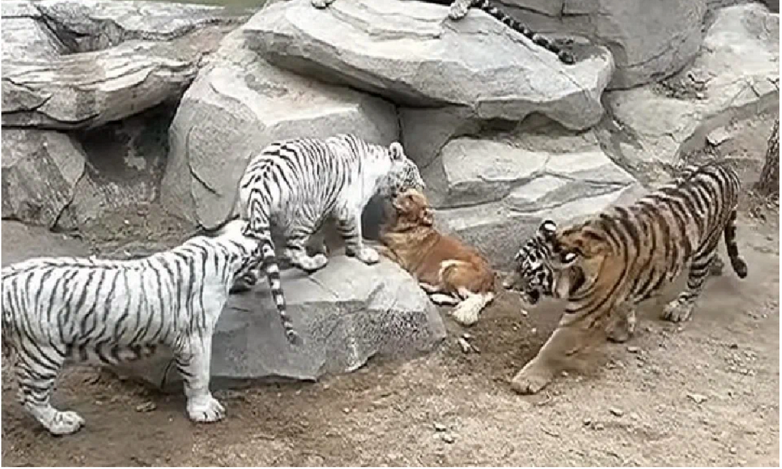 Un labrador tombe dans l'enclos des tigres d'un zoo et la suite est à couper le souffle !