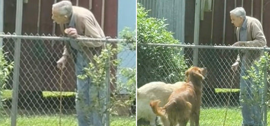 Un homme de 94 ans surprend tout le monde en se rendant à la clôture du voisin, mais ce qu'il fait avec les chiens est incroyablement émouvant et filmé par une caméra