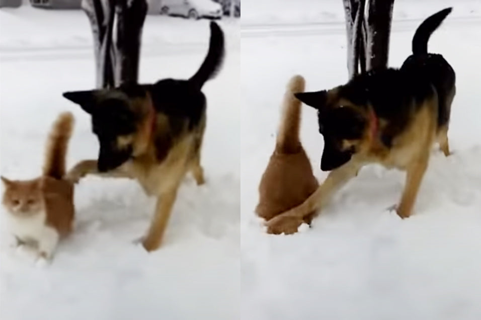 Ce berger allemand punit le chat en enfonçant sa tête dans la neige d'un coup de patte