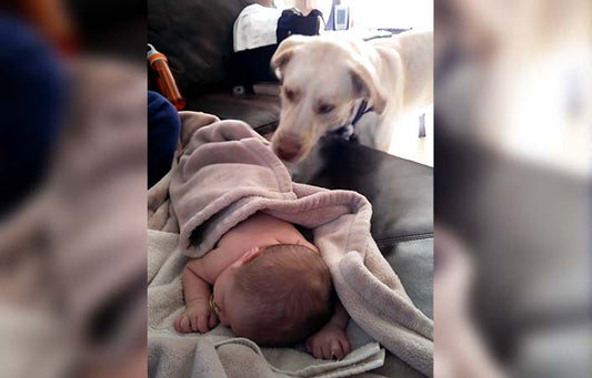 Un amour inconditionnel : Regardez comment ce labrador attendrissant prend soin d'un bébé endormi