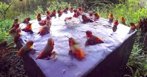 Une incroyable vidéo de 30 colibris sur un abreuvoir crée un véritable buzz !