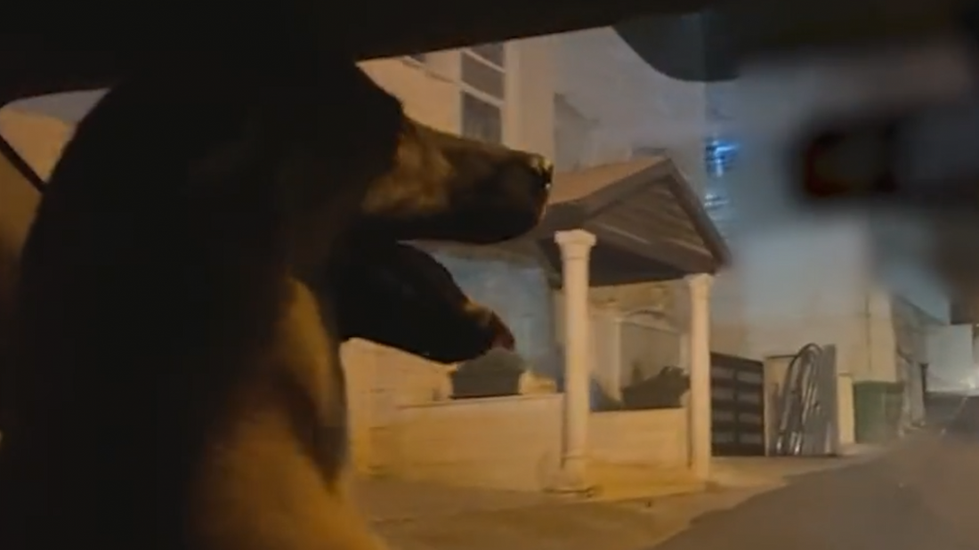 Un homme filmant son chien en train de conduire sa voiture se fait intercepter par la police !