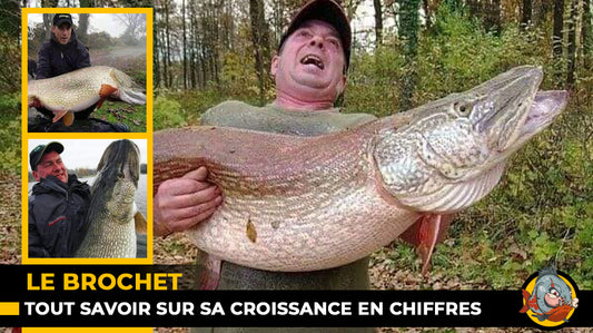 Croissance du brochet