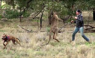 Un Australien Boxe un Kangourou pour Protéger son Chien - Une Aventure Virale sur Internet !
