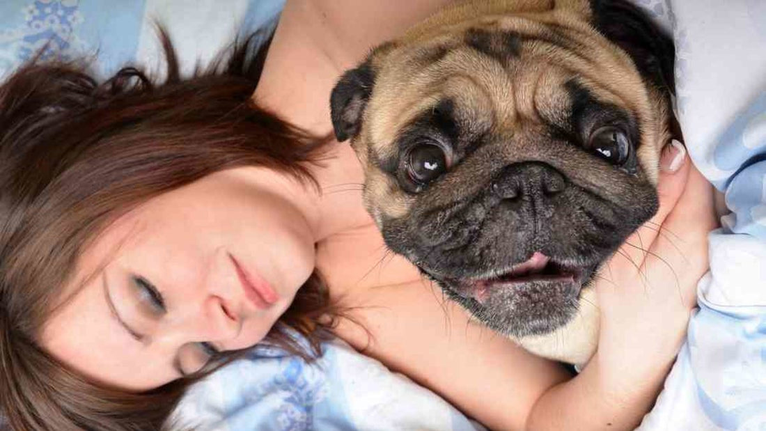 Pourquoi les femmes dorment mieux avec leur chien qu'avec leur partenaire ou leur chat, selon une étude