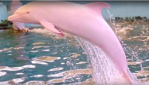 La vidéo d'un dauphin rose aperçu en Louisiane émerveille les réseaux sociaux !