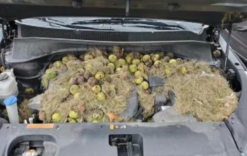 Un couple fait une surprenante découverte en trouvant plus de 200 noix dissimulées par des écureuils sous le capot de leur véhicule