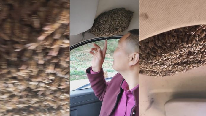 Un conducteur voyage avec un essaim d'abeilles géant dans sa voiture