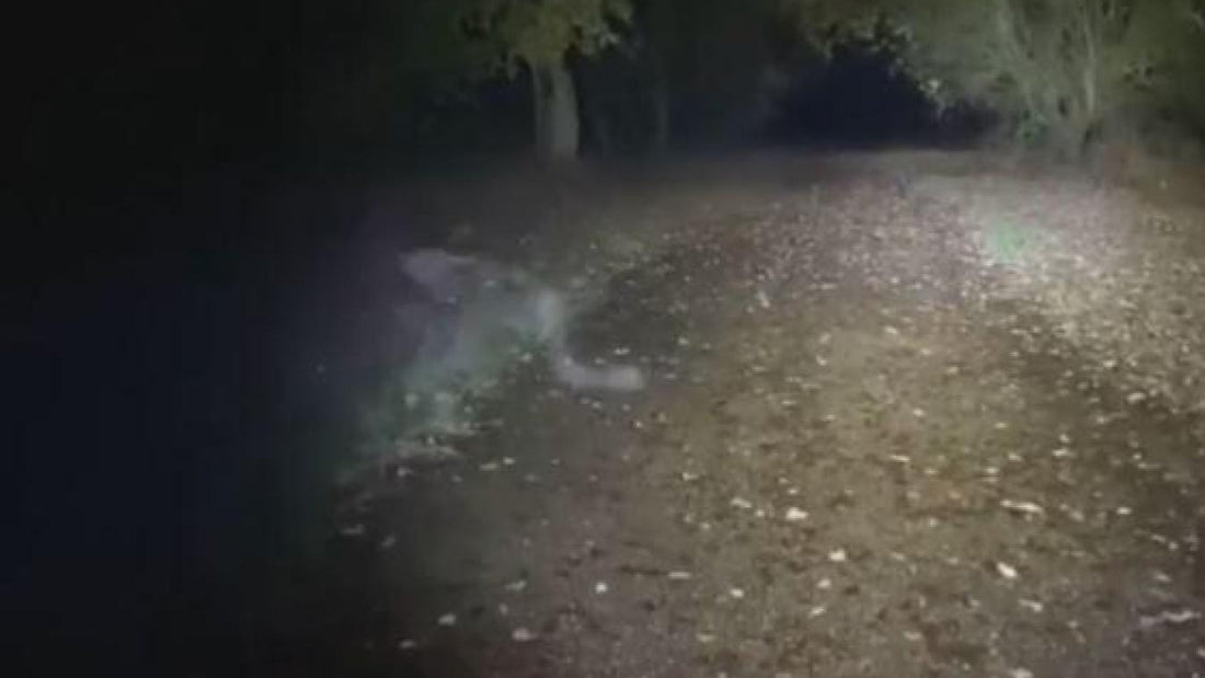 Un effrayant « fantôme démoniaque » filmé dans une forêt anglaise attire l'attention