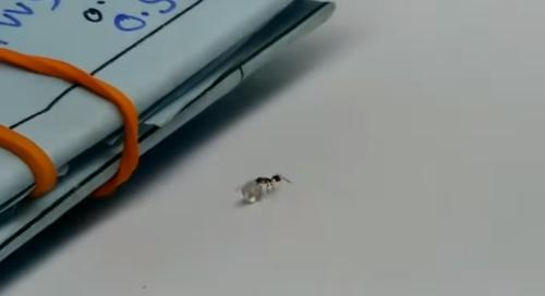 Une fourmis prise en flagrant délit en train de "voler" un diamant de luxe dans une magasin à New-York !