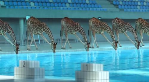 Des girafes se sont introduites dans une piscine pour y plonger dedans !
