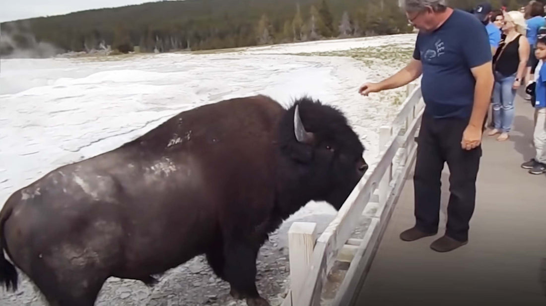 Un Homme Ose Caresser un Bison à Yellowstone et se fait surprendre !