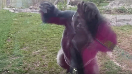 La vidéo explique pourquoi il est déconseillé de provoquer un gorille !