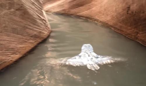 Des randonneurs captent en vidéo une scène surprenante d'un hibou nageant dans un canyon isolé