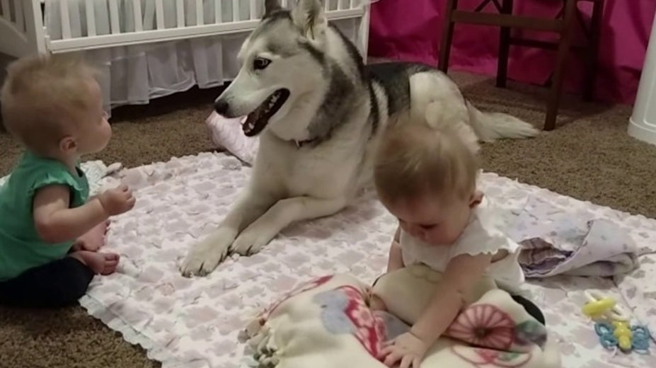 Ce husky fait quelque chose d'incroyable avec ses deux petites soeurs : la vidéo la plus mignonne au monde !