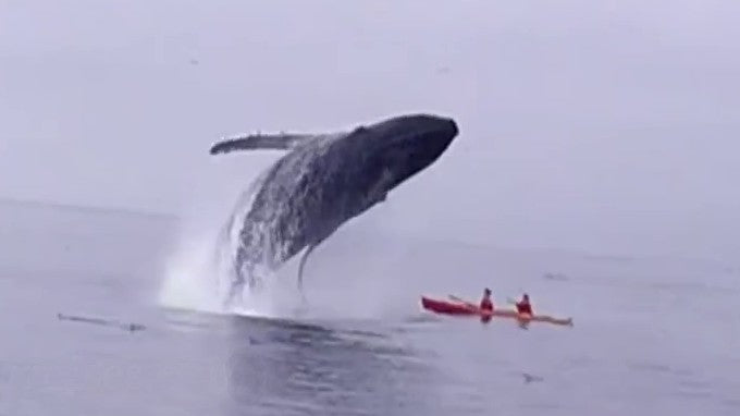 Une baleine plonge sur deux kayakistes : choc inattendu !