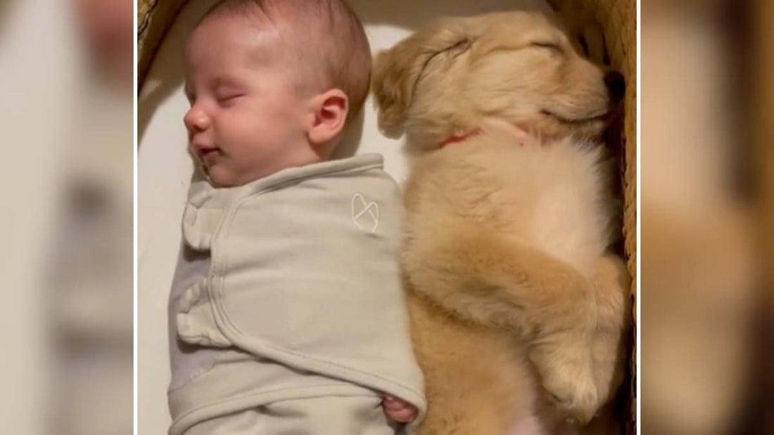 Le nouveau-né et son frère chien : Une amitié adorable qui a conquis le monde entier !