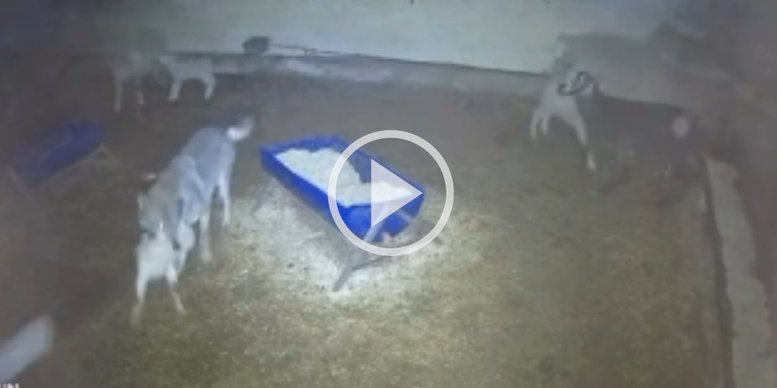 Vidéo : Quand un loup s'introduit dans une bergerie – Les conséquences capturées en direct