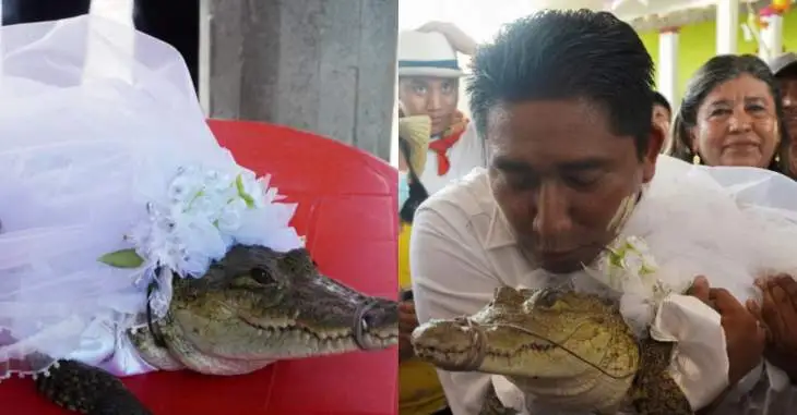 Scandaleux ! Un maire mexicain choque le monde en épousant un alligator en robe de mariée !