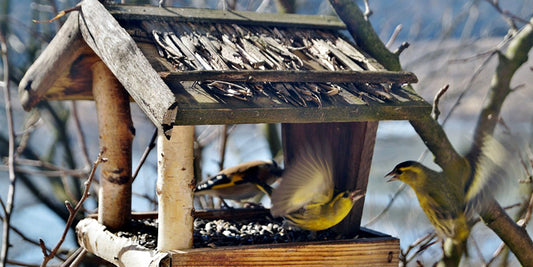 10 idées pour construire une mangeoire à oiseaux et les nourrir tout l'hiver !