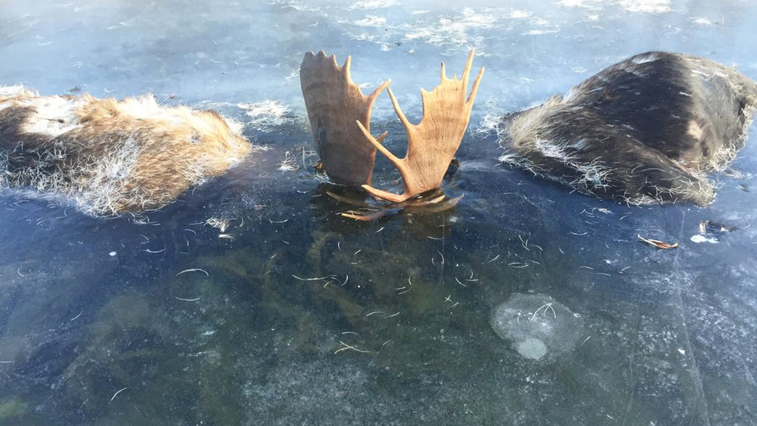 Deux élans qui avaient été pris dans un violent combat ont été découverts figés dans un ruisseau gelé
