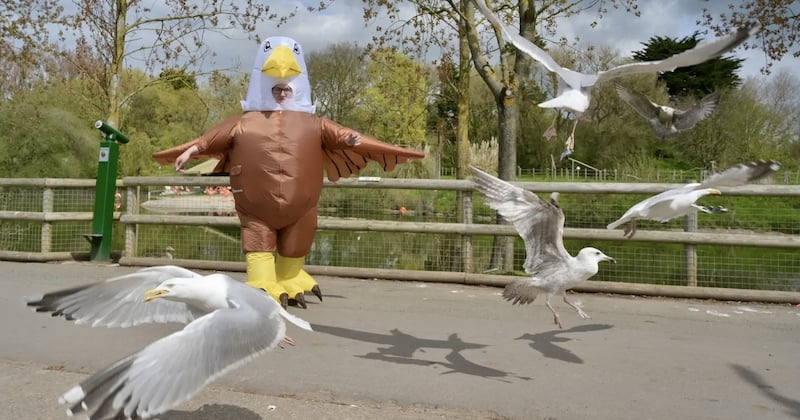 Emploi idéal en vue : un zoo recherche un individu extraverti pour endosser un déguisement d'oiseau et effrayer les mouettes
