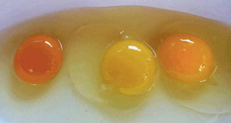 Découvrez lequel de ces œufs provient d'une poule malade !