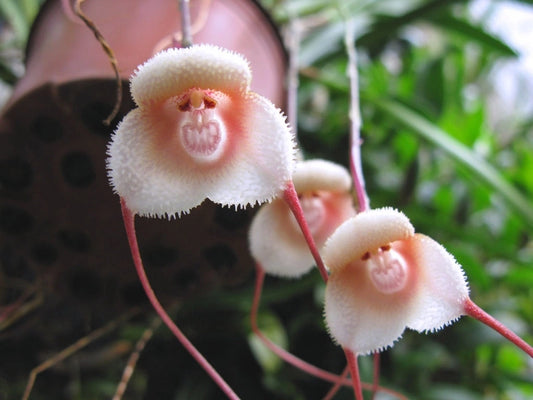 Les Orchidées à Tête de Singe (Dracula Simia) : Rares et Fascinantes Beautés de la Nature