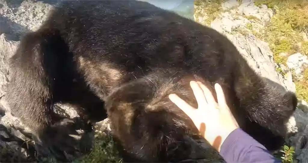 La vidéo saisissante d'un alpiniste japonais qui se fait attaquer par un ours