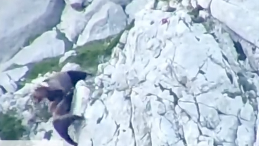 Incroyable affrontement dans les Pyrénées : combat d'ours épique capturé en vidéo, la femelle et son ourson attaqués par un mâle adulte survivent miraculeusement !