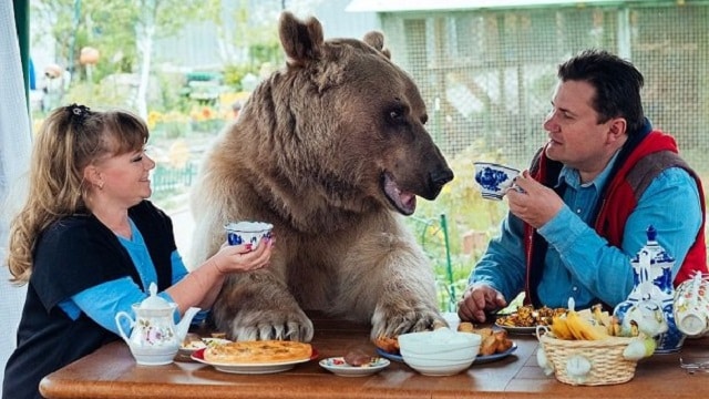 Un couple cohabite avec un ours mesurant 2 mètres et pesant 136 kilos !