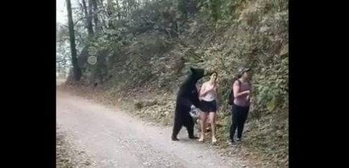 Un ours impressionnant se dresse et saisit une randonneuse dans ses griffes !