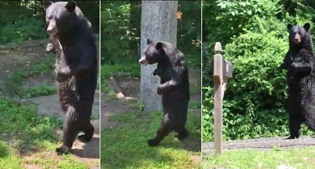 Un homme capture en vidéo un ours marchant sur ses pattes arrières comme un être humain !
