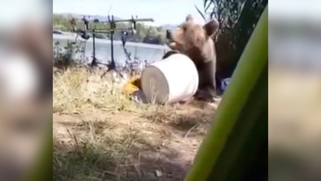 Un pêcheur capte en vidéo l'instant où un ours s'approprie son matériel !