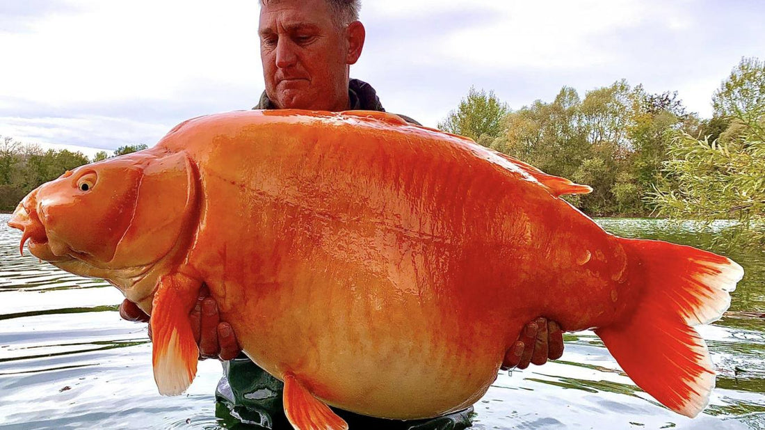 Un pêcheur anglais a capturé un immense poisson rouge de plus de 30 kilos dans l'Aube